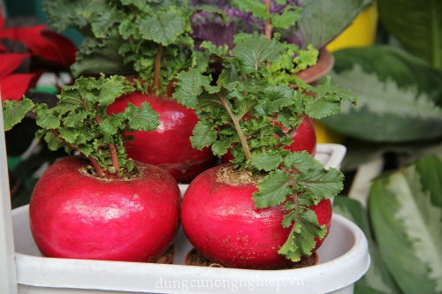 Củ cải cảnh thường được trồng trong chậu sứ trắng vì màu trắng càng làm tôn lên được màu đỏ nổi bật của củ. Ảnh: dungcunongnghiep.vn