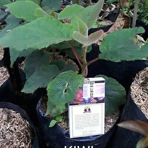 Để trồng kiwi trong chậu làm cây cảnh, người chơi chỉ cần lấy đất trộn với than bùn, cùng một ít đá nhỏ và phân bón hữu cơ. Ảnh: Indra Florist‎.