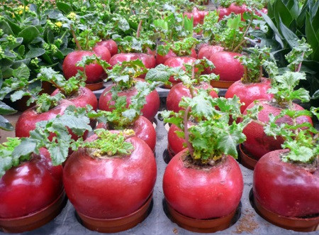 Các con số được chọn thường là 6 hoặc 8 củ, biểu thị cho "lộc" và "phát" của năm mới. Ảnh: blogcaycanh.vn.