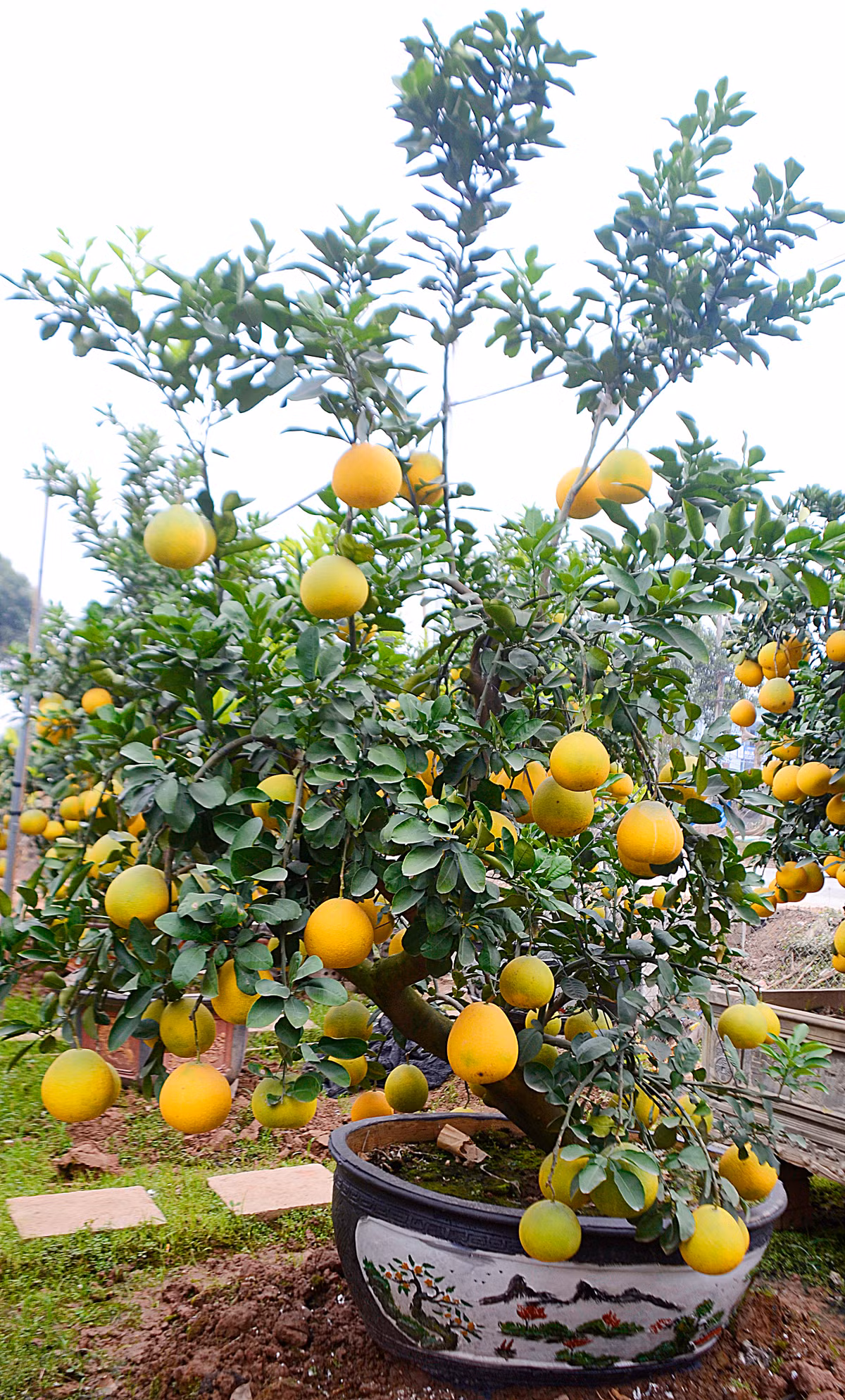 Chậu bưởi sai trĩu quả thế đẹp...