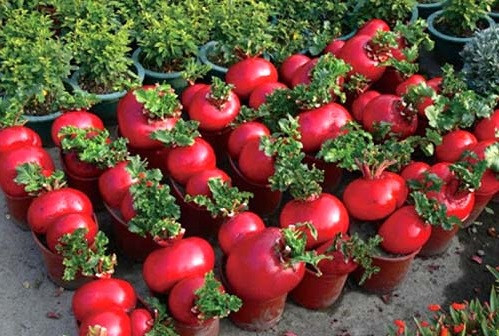 Giá của những chậu cảnh có nhiều củ cải đỏ khoảng 350.000 - 400.000 đồng. Ảnh: blogcaycanh.vn.