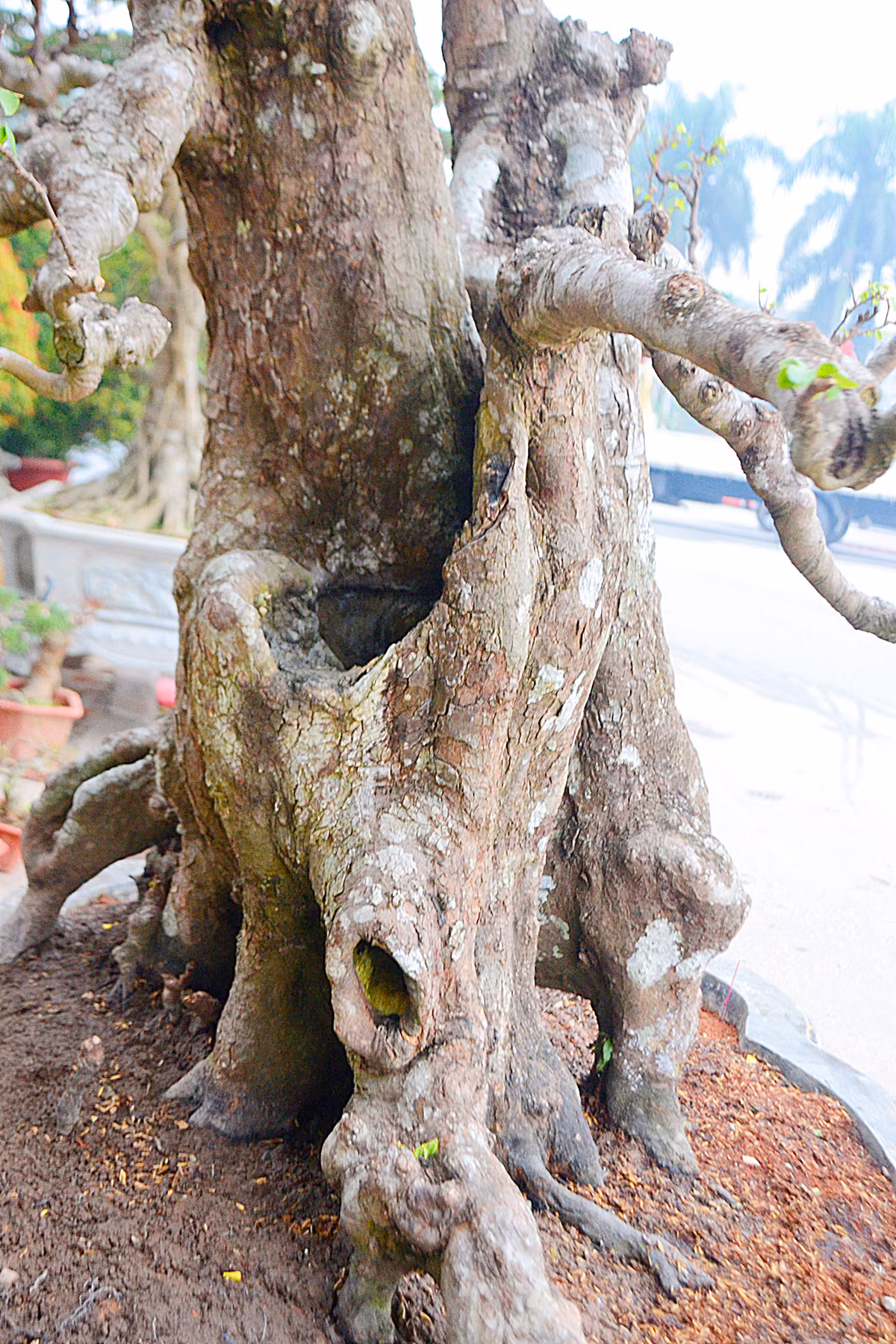 Gốc khế có đường kính khoảng 80 cm.