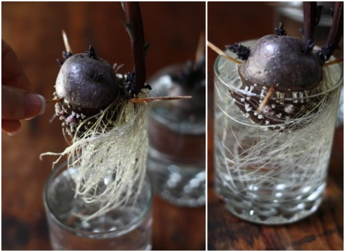 Chỉ sau 2 tuần, những mầm non chìm dưới nước sẽ mọc rễ rất dài, còn bên trên thì vươn cao lên. Ảnh: caykieng.farmvina.com.