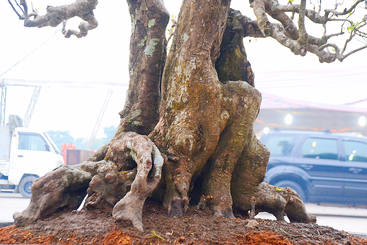 Tính ra cây khế này có tuổi thọ trăm tuổi.