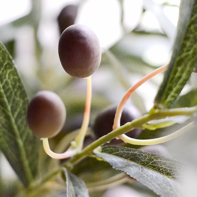 Quả mọng hình bầu dục dài, khi chín màu xanh đen. Ảnh: vi.aliexpress.com.