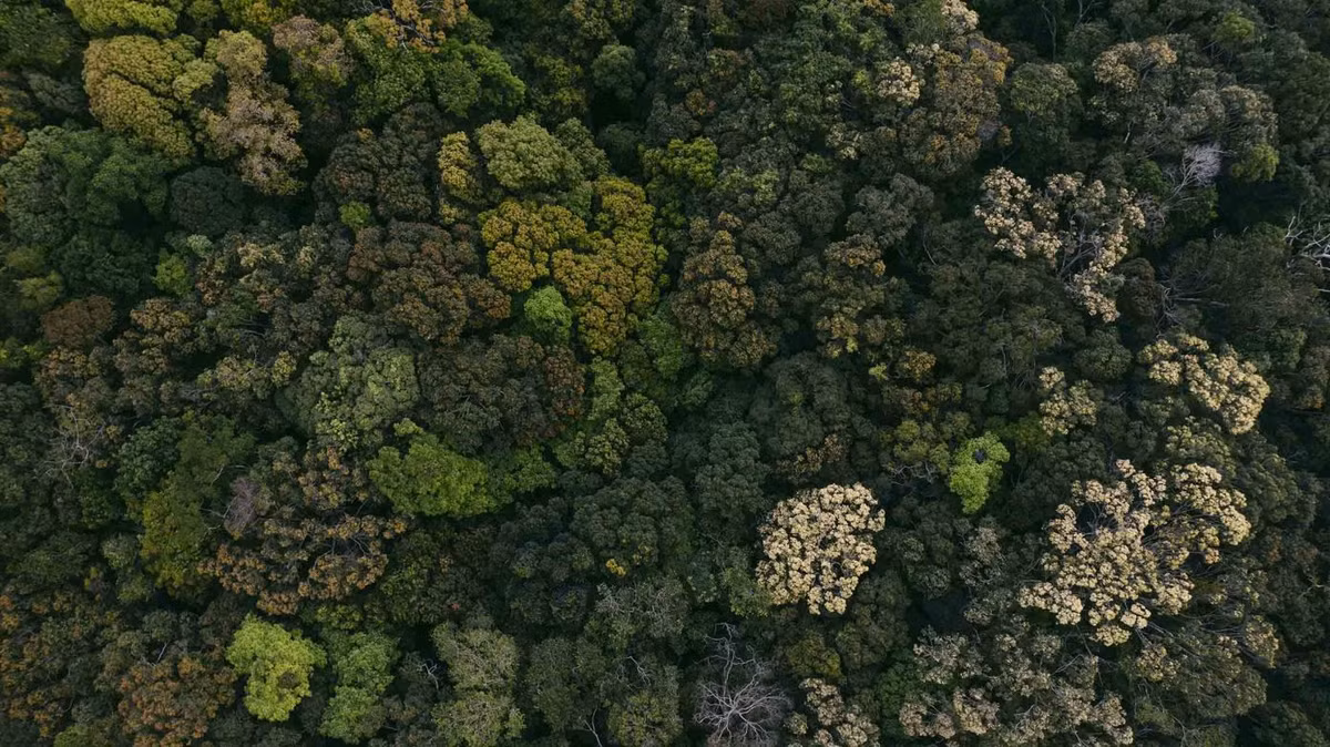 Khung cảnh Vườn quốc gia Phước Bình nhìn từ trên cao. Ảnh: DucHieu Media