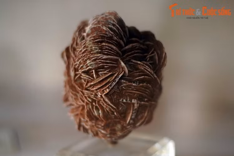 Selenite dạng hoa hồng đỏ, mẫu vật đến từ Tây Texas, Mỹ. Selenite là khoáng vật thạch cao thường tạo thành tinh thể hình trụ màu trắng. Dạng "hoa hồng" khá hiếm gặp.