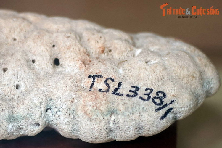 Cuội tảng đá vôi dạng thận của đảo Trường Sa Lớn.