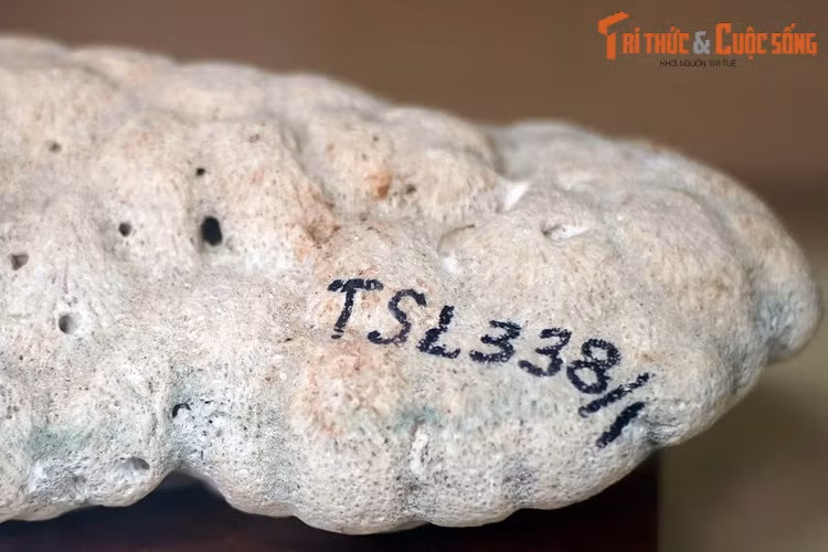 Cuội tảng đá vôi dạng thận của đảo Trường Sa Lớn.