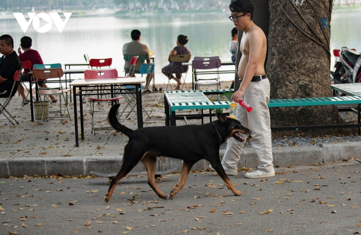 Nhiều chú chó to lớn không hề được rọ mõm, tung tăng trong công viên Thống Nhất...