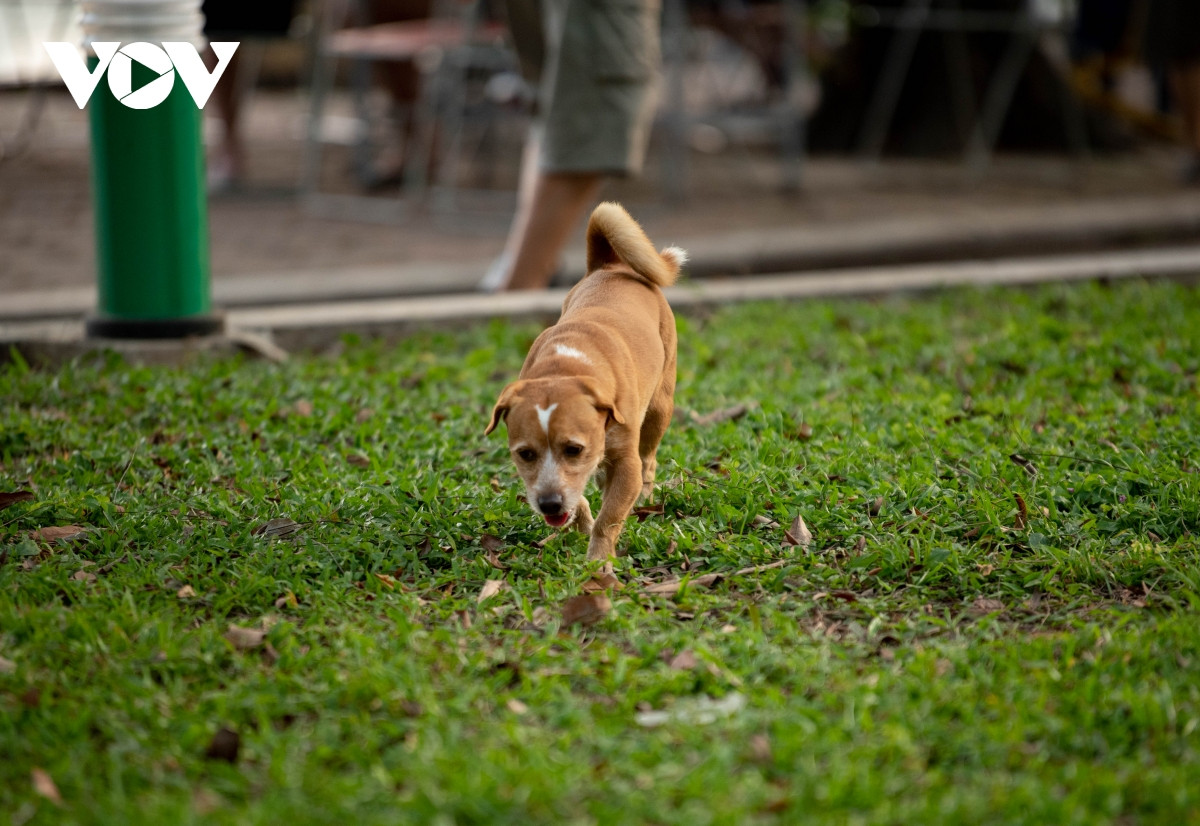 Bên cạnh đó, người nuôi chó mèo chịu chi phí nuôi dưỡng, tiêu hủy khi vật nuôi bị bắt và phải bồi thường, chịu trách nhiệm nếu vật nuôi làm hại đến người khác.
