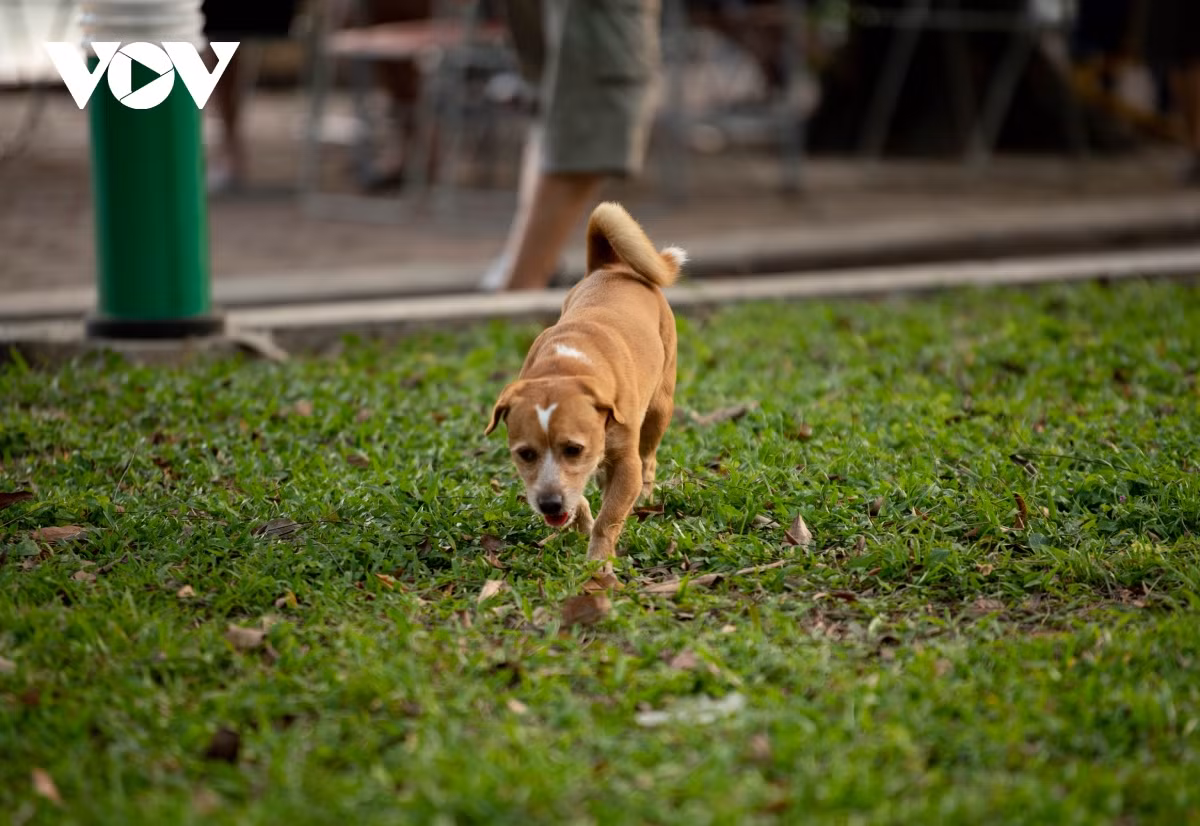 Bên cạnh đó, người nuôi chó mèo chịu chi phí nuôi dưỡng, tiêu hủy khi vật nuôi bị bắt và phải bồi thường, chịu trách nhiệm nếu vật nuôi làm hại đến người khác.