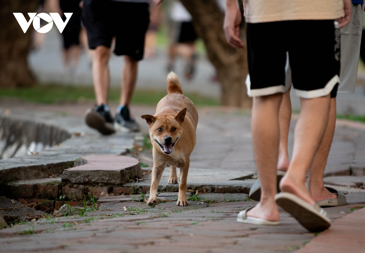 Theo ghi nhận của phóng viên trong chiều tối 13/4, mặc dù đã có Nghị định 90/2017 nhưng tại các công viên lớn nhỏ của Thủ đô Hà Nội như: Thống Nhất, Lê Nin, Cầu Giấy,...có rất nhiều loại chó không được rọ mõm, vô tư được thả rông.