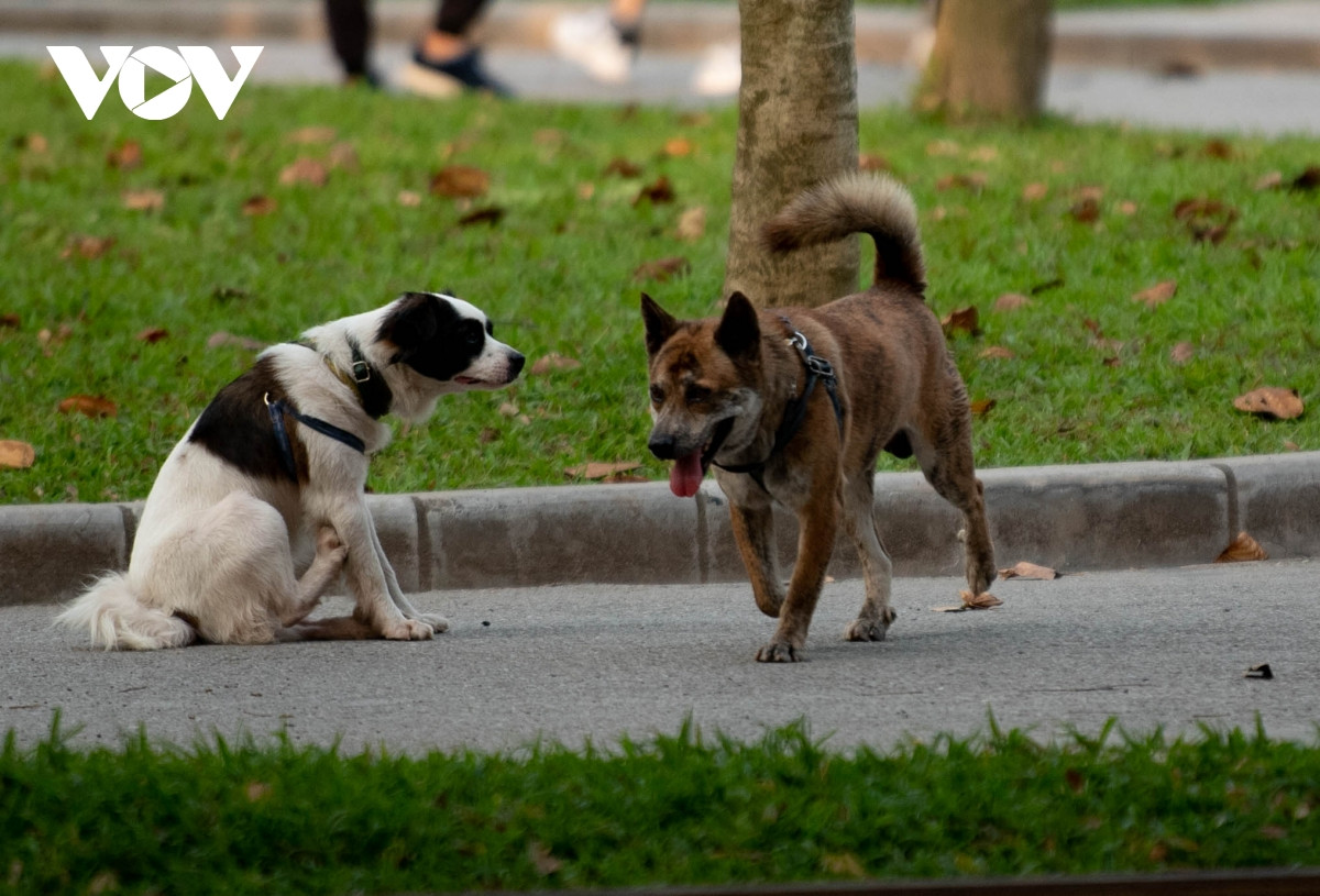 Nhằm mục tiêu hướng tới thủ đô không còn bệnh dại trong giai đoạn 2022-2030, mới đây UBND Hà Nội đã ban hành Kế hoạch số 105/KH-UBND về việc thực hiện Chương trình quốc gia phòng, chống bệnh dại trên địa bàn thành phố Hà Nội giai đoạn 2022-2030, trong đó giao 579 xã, phường, thị trấn trên địa bàn thành lập đội bắt chó, mèo thả rông, nhằm phòng chống bệnh dại trên người và vật nuôi.