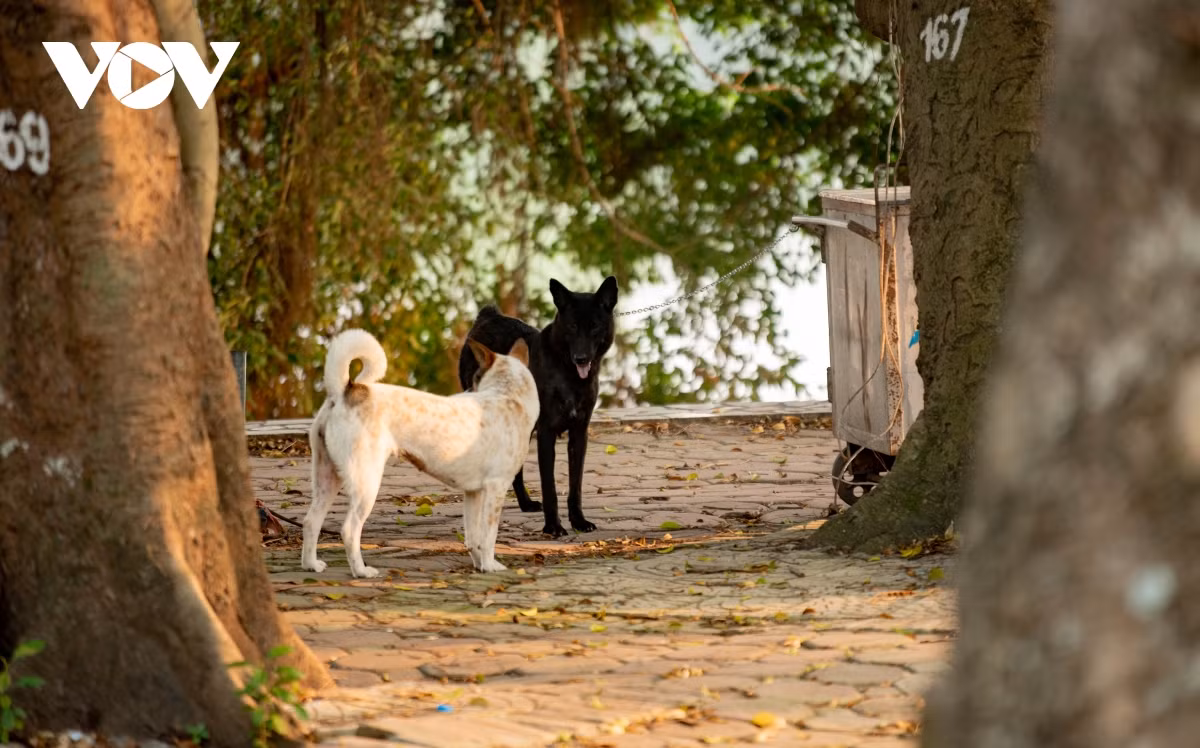 Chó thả rông trong công viên có đủ loại từ chó ta...