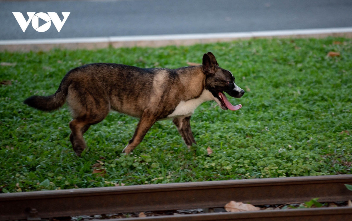 Nhiều chú chó có hình dáng dữ dằn khiến nhiều trẻ nhỏ không khỏi hoảng sợ khi đến gần.