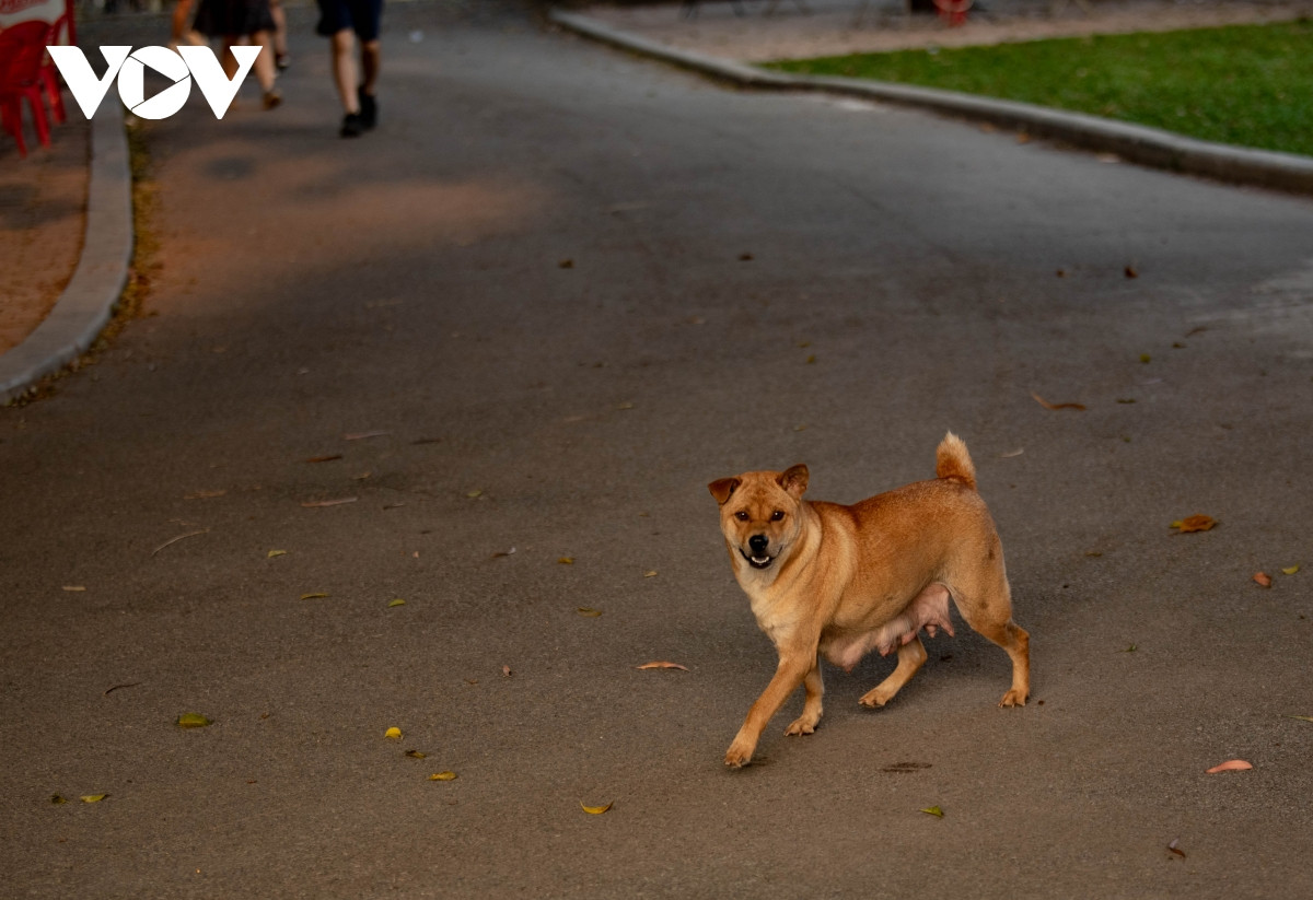 ...không hề có xích giữ hay dắt từ người chủ.