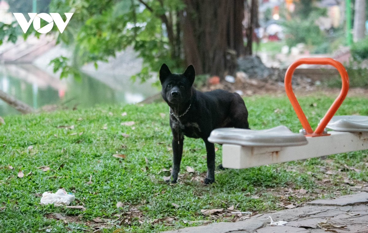 Theo Nghị định 90/2017, hành vi không đeo rọ mõm cho chó hoặc không xích giữ chó, không có người dắt khi đưa chó ra nơi công cộng bị phạt tiền từ 600.000 đến 800.000 đồng. (Ảnh: Nhiều chú chó có vẻ ngoài hung dữ được thả rông tại Hồ Ba Mẫu).