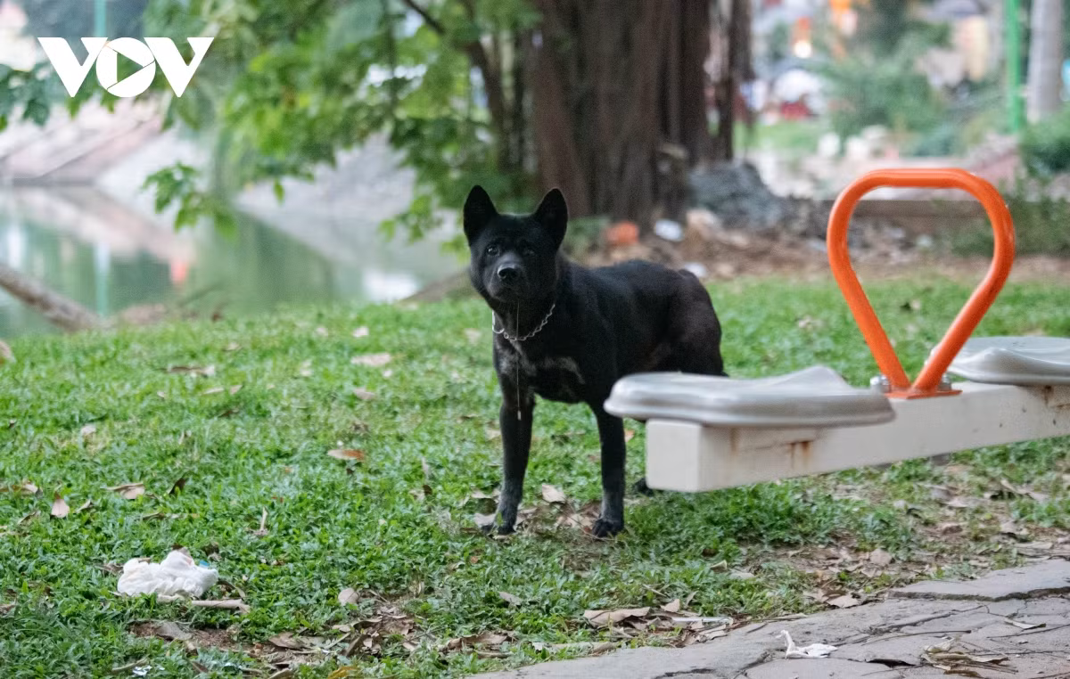 Theo Nghị định 90/2017, hành vi không đeo rọ mõm cho chó hoặc không xích giữ chó, không có người dắt khi đưa chó ra nơi công cộng bị phạt tiền từ 600.000 đến 800.000 đồng. (Ảnh: Nhiều chú chó có vẻ ngoài hung dữ được thả rông tại Hồ Ba Mẫu).