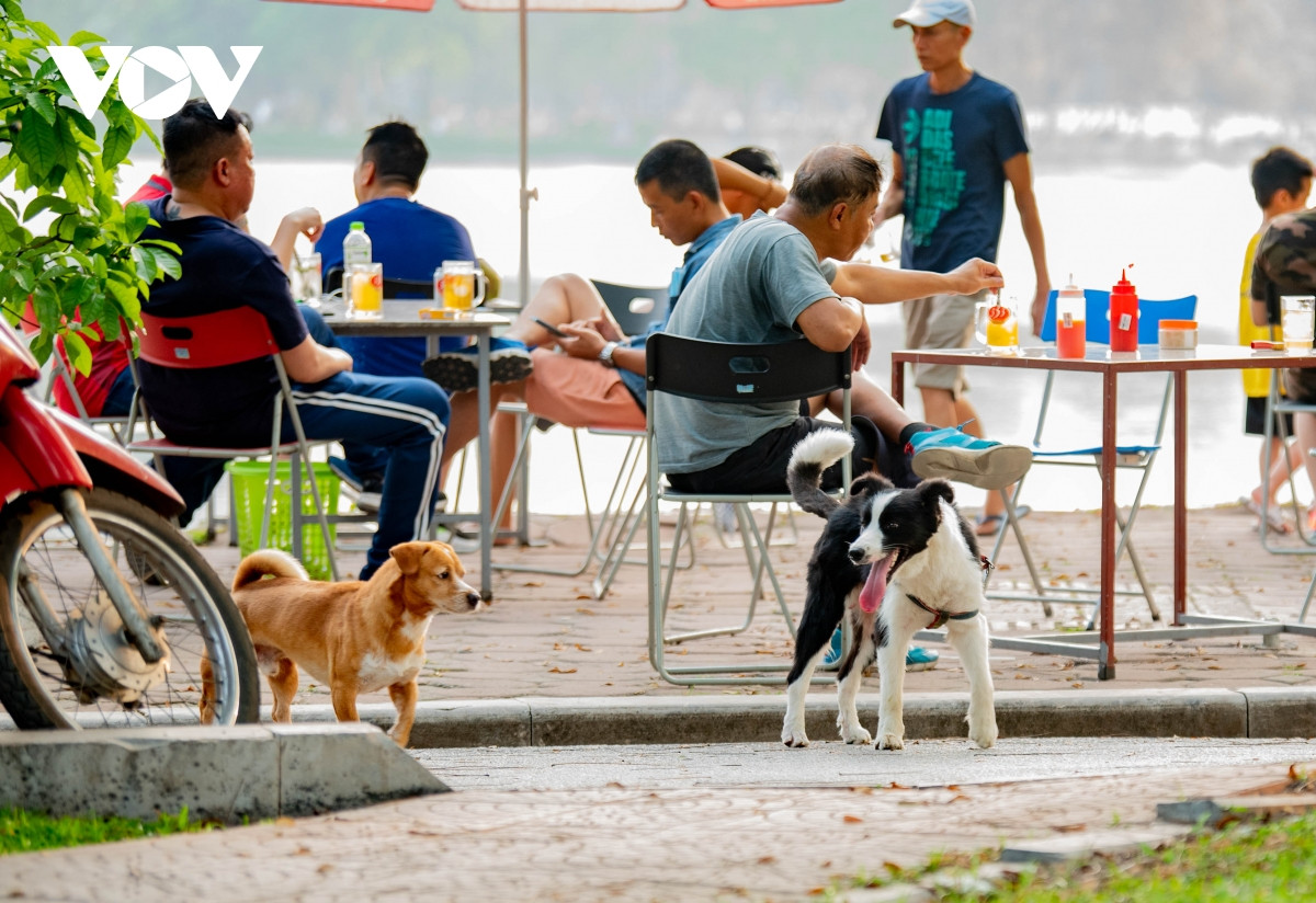 Kế hoạch cũng yêu cầu UBND xã, phường, thị trấn lập sổ quản lý, thống kê số hộ nuôi chó, mèo trên địa bàn; cập nhật tình trạng tiêm chủng của vật nuôi tối thiểu 2 lần/năm. Mỗi xã, phường bố trí khu vực nuôi nhốt, xử phạt chủ nuôi vi phạm quy định.