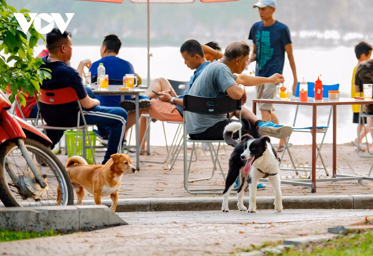 Kế hoạch cũng yêu cầu UBND xã, phường, thị trấn lập sổ quản lý, thống kê số hộ nuôi chó, mèo trên địa bàn; cập nhật tình trạng tiêm chủng của vật nuôi tối thiểu 2 lần/năm. Mỗi xã, phường bố trí khu vực nuôi nhốt, xử phạt chủ nuôi vi phạm quy định.