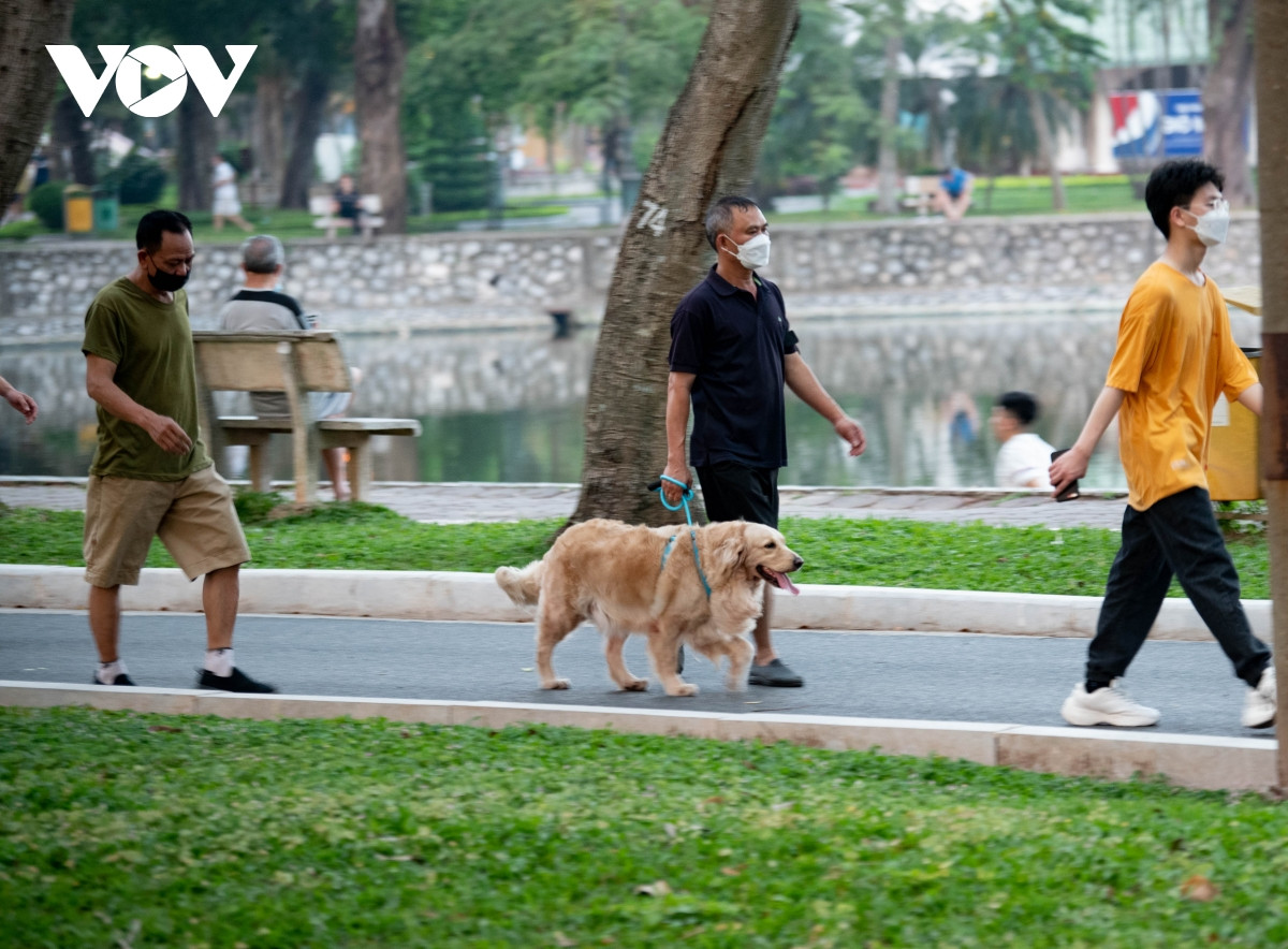 Số ít được xích giữ và dắt từ người chủ thì lại không có rọ mõm...