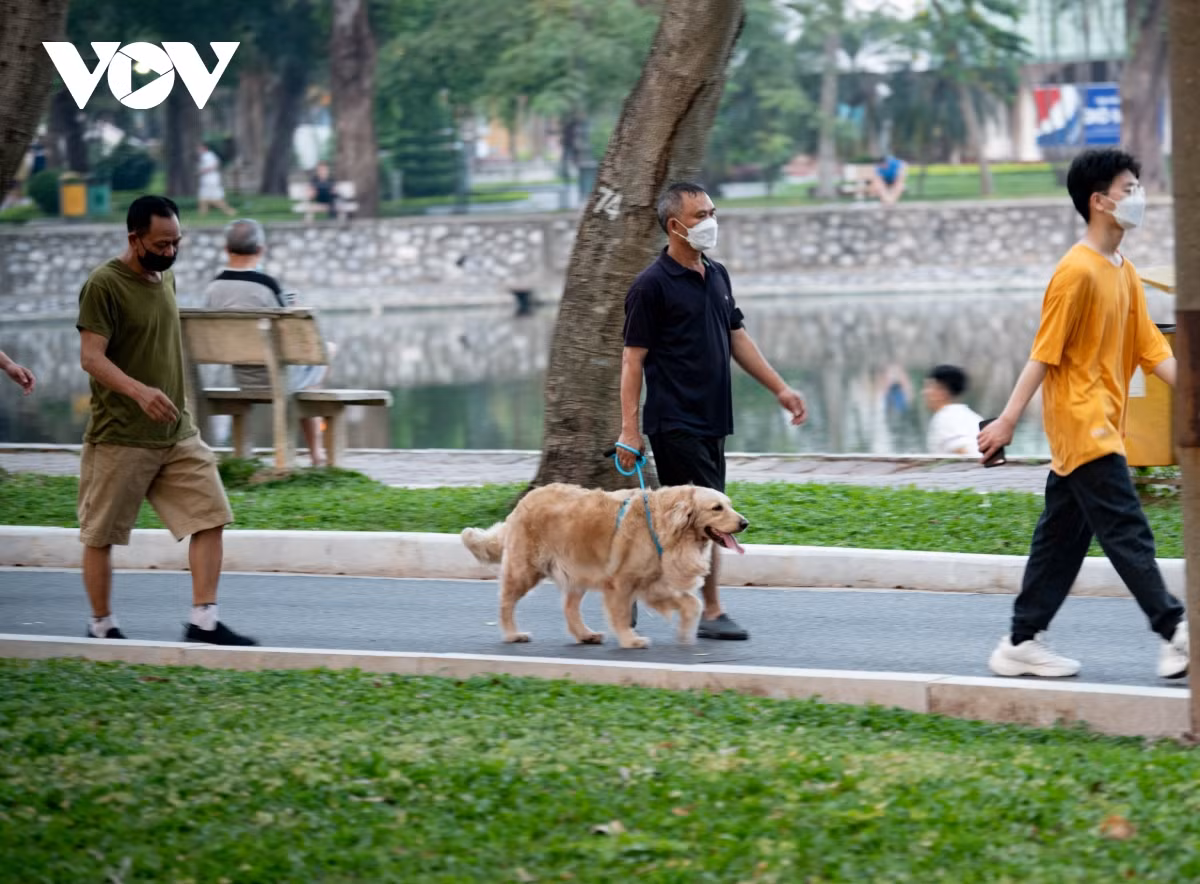 Số ít được xích giữ và dắt từ người chủ thì lại không có rọ mõm...