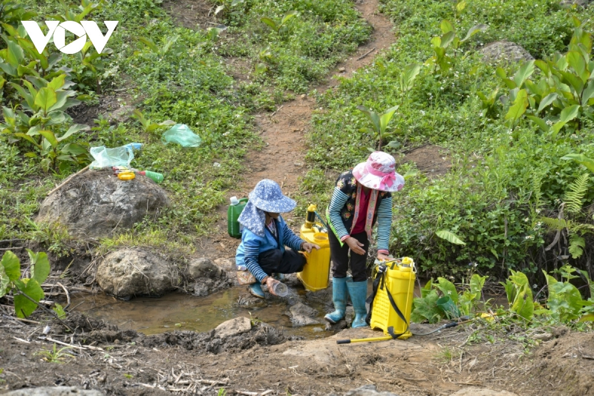 ...thì sẽ sử dụng nguồn nước ngay tại các khe suối để pha chế. Thậm chí còn súc rửa bình phun ngay tại đây.