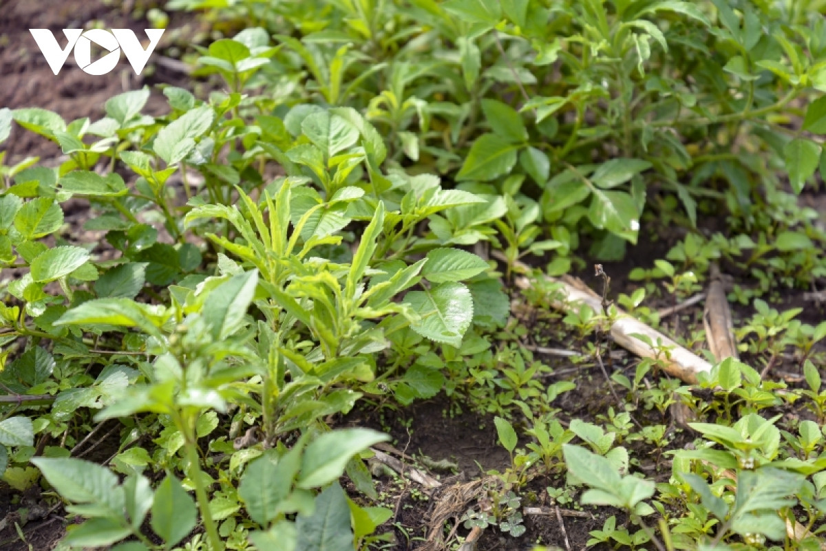 Thuốc cỏ cháy vẫn còn đọng trên lá.