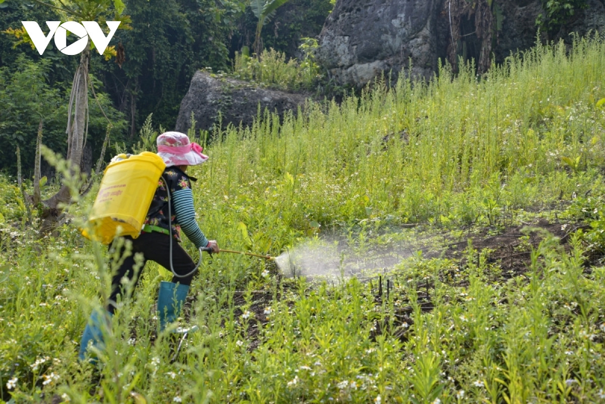 Trong một buổi sáng 2 người phụ nữ này phun thuốc cho khoảng 2ha.