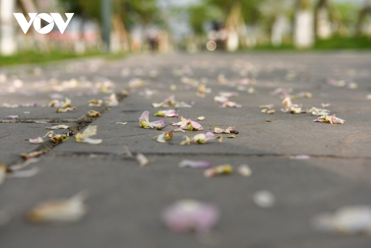 Sắc hoa đỗ mai kiêu sa như muốn níu chân du khách.