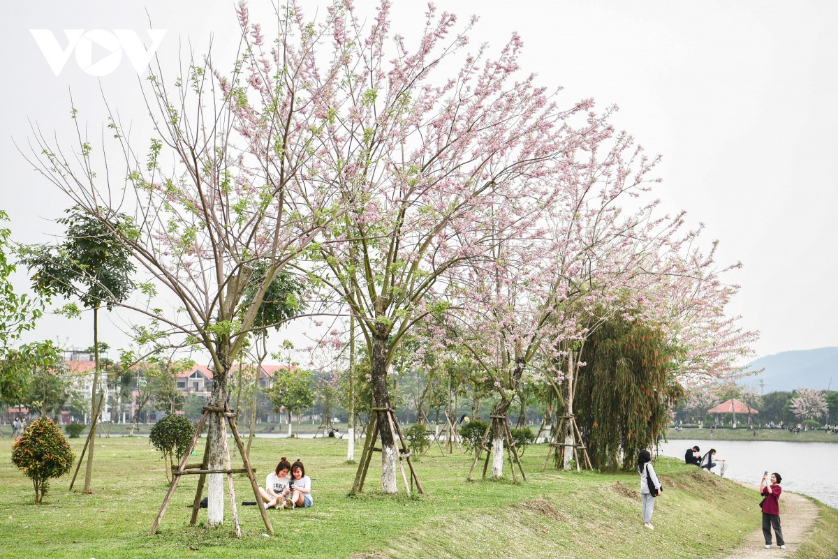 Những ngày này, đường phố nhộn nhịp nhưng khi bước chân tới cung đường này, thu vào tầm mắt là vẻ đẹp bất biến của thiên nhiên, vạn vật, hơn nữa lại được ngắm đỗ mai đúng dịp nở rộ sẽ khiến mọi người có thể tạm gác lại những bộn bề, mệt mỏi.