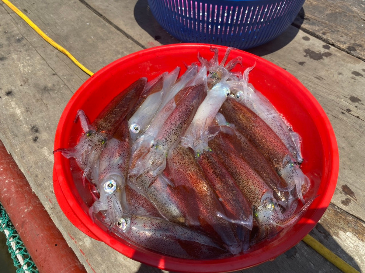 Chiêm ngưỡng mực nhảy Vũng Áng món ngon nức tiếng ở Hà Tĩnh - Hình 2 Chiem nguong muc nhay Vung Ang mon ngon nuc tieng o Ha Tinh-Hinh-2