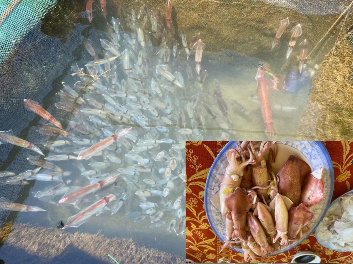 Mực nhảy tươi sống được vớt lên từ lồng nuôi rửa sạch để nguyên con đem luộc hoặc hấp bia ăn tươi ngon hấp dẫn khó quên. Theo chủ nhà bè Hùng Xuân do mới bước vào đầu mùa nên mực nhảy còn hiếm, 1kg mực giá dao động từ 600 đến 700 ngàn đồng.