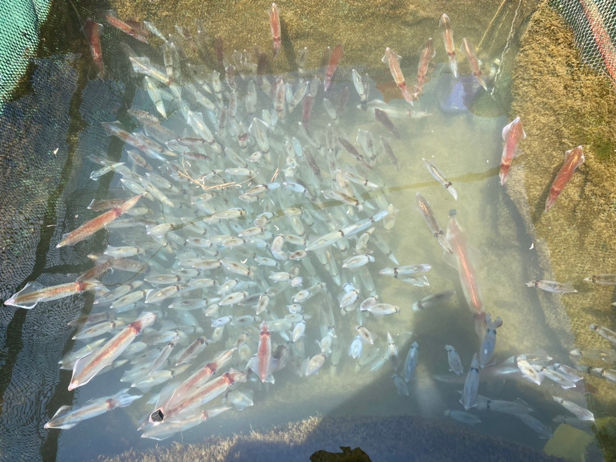 Chiêm ngưỡng mực nhảy Vũng Áng món ngon nức tiếng ở Hà Tĩnh Chiem nguong muc nhay Vung Ang mon ngon nuc tieng o Ha Tinh