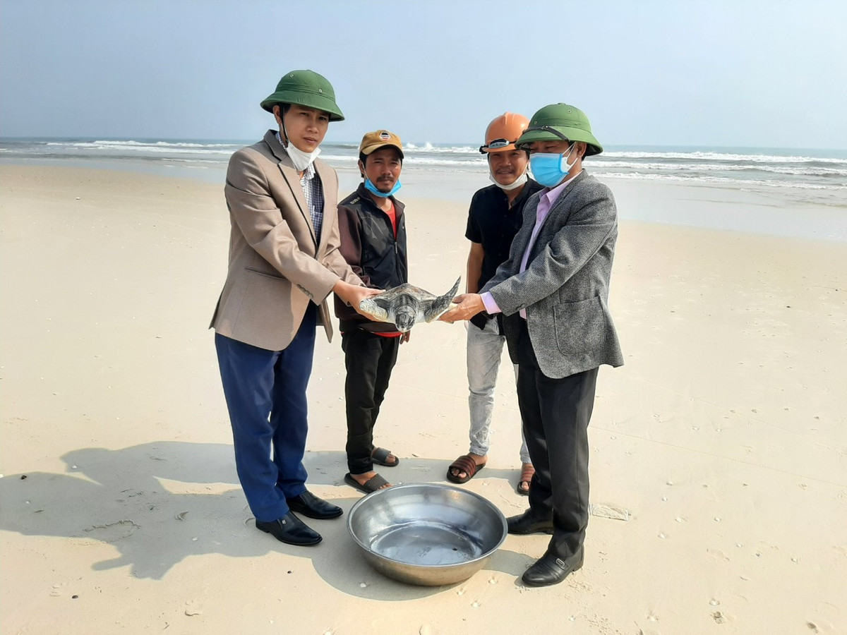 Quảng Bình: Thả một cá thể rùa biển quý hiếm về với đại dương - Hình 2 Quang Binh: Tha mot ca the rua bien quy hiem ve voi dai duong-Hinh-2