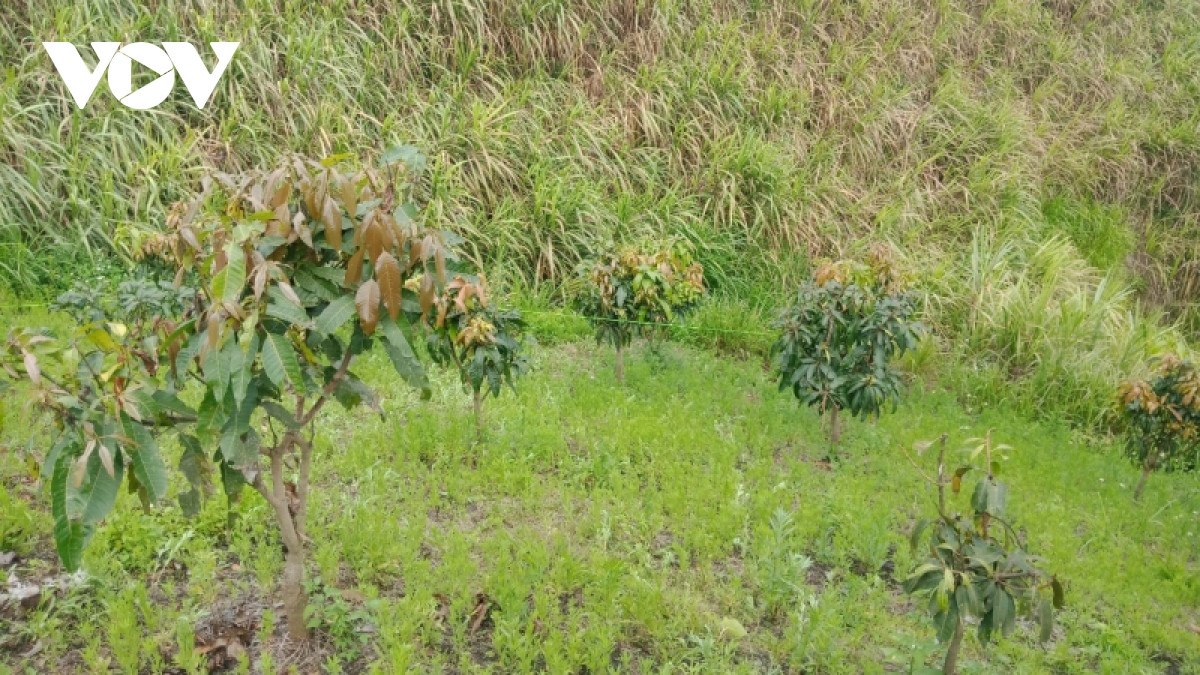 Phat hien thi the 1 nam sinh tren nuong mia o Son La