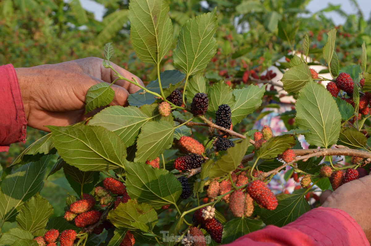 Khi quả dâu chuyển màu nửa đỏ, nửa đen là có thể bắt đầu thu hoạch.