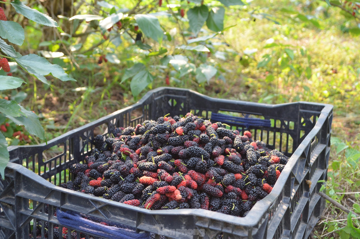 "Đợt dịch vừa rồi bị tắc đầu ra; giá phân bón ngày càng cao; thương lái còn không tới mua... Mong năm nay làm ăn khấm khá hơn năm trước", bà Lan chia sẻ. 