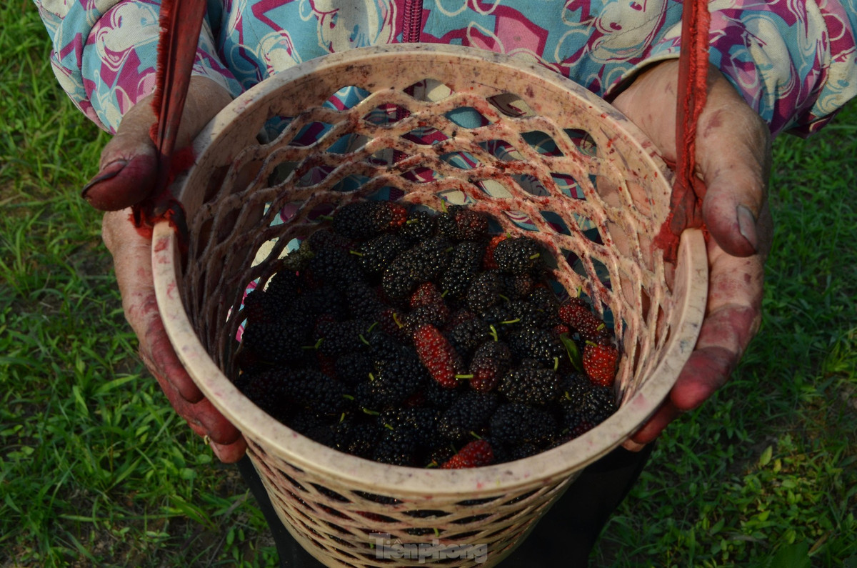 Người nông dân phải dùng tay hái cẩn thận để tránh trái dâu bị dập nát.