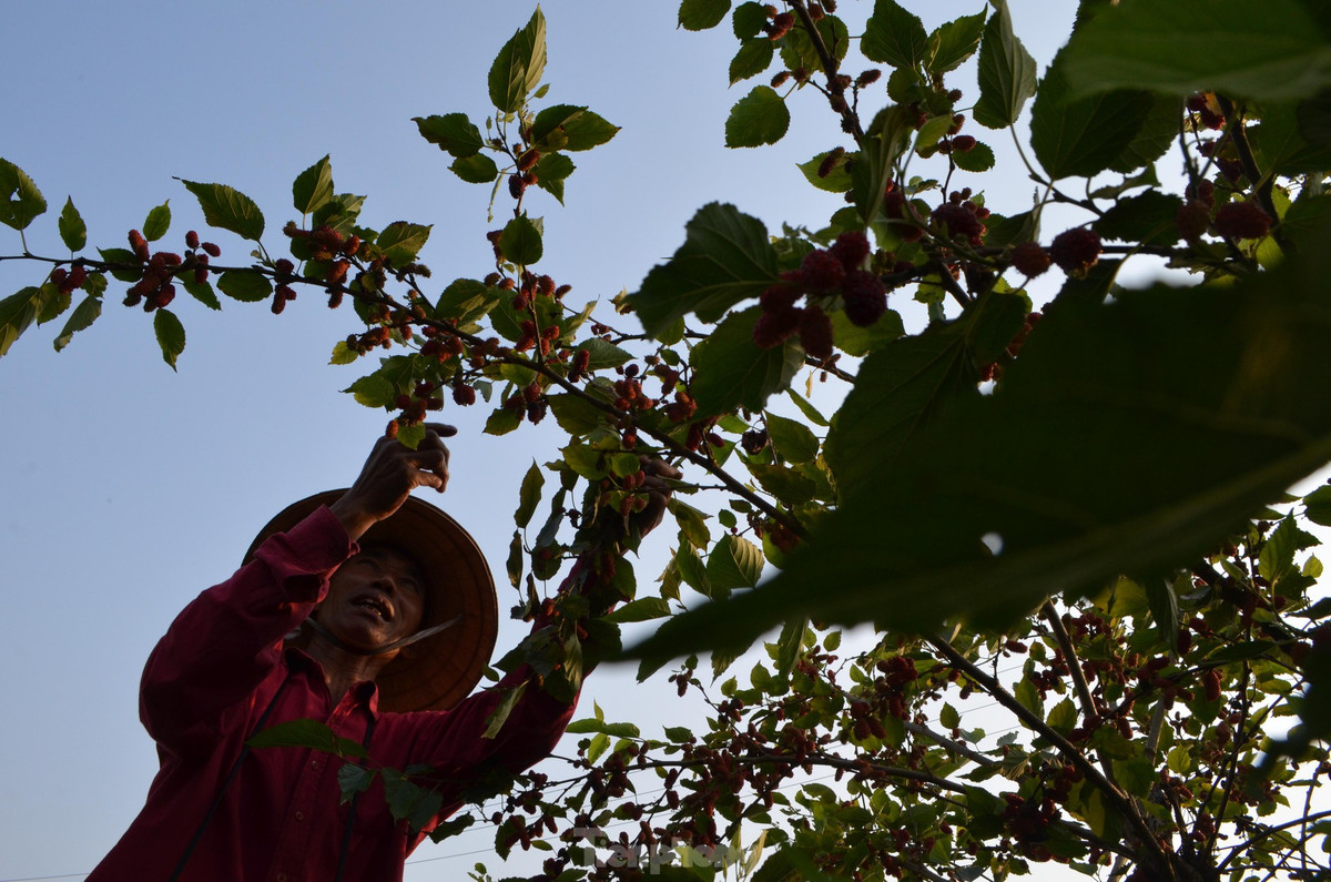 Người dân ở đây cho biết, dâu tằm nhanh lớn. Loài cây này dễ trồng, dễ chăm sóc, không mất quá nhiều công sức.