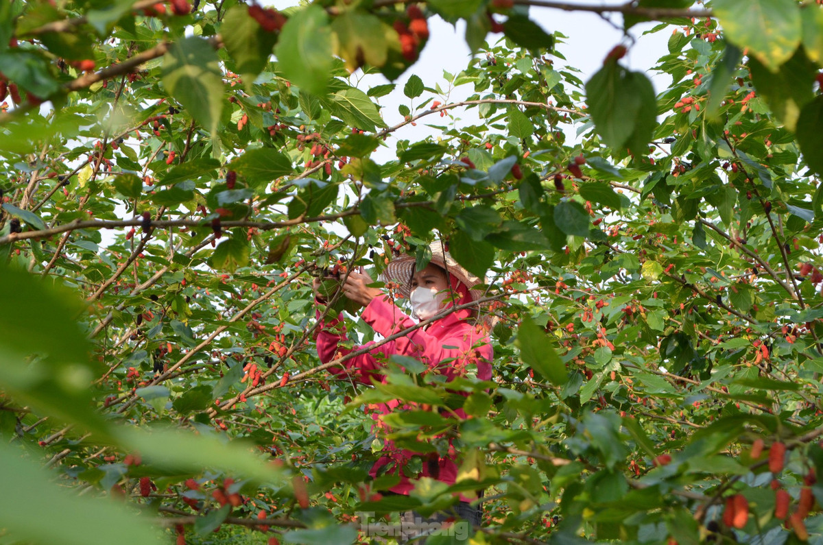 Dâu tằm hiện được người nông dân ngoại thành Hà Nội trồng nhiều tại các khu vực ven sông Đáy bởi đất đai màu mỡ, nhiều dinh dưỡng và phù hợp với đặc tính sinh trưởng của cây. Tại xã Hiệp Thuận (huyện Phúc Thọ, TP. Hà Nội), hiện nay, nông dân đang tất bật vào vụ thu hoạch dâu chín. 