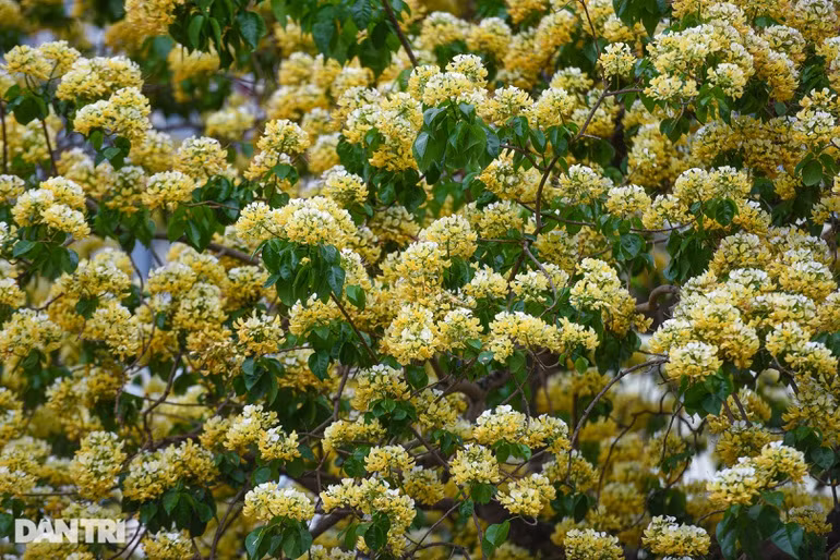 Ngoài vẻ đẹp cây bún còn có nhiều tác dụng như quả có thể ăn được và làm thuốc.