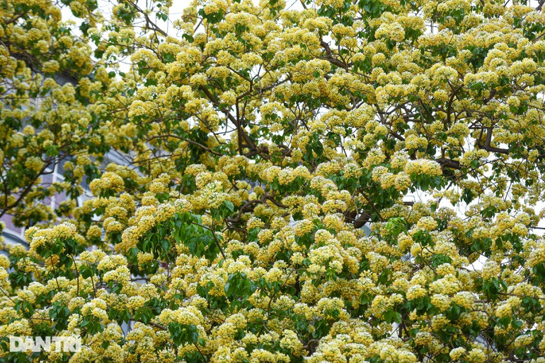 Chiem nguong cay hoa bun co thu duoc coi la “bau vat” giua long Ha Noi-Hinh-11