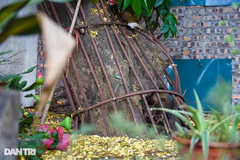 Thân cây hoa bún cổ thụ được chính quyền hàn lưới sắt.