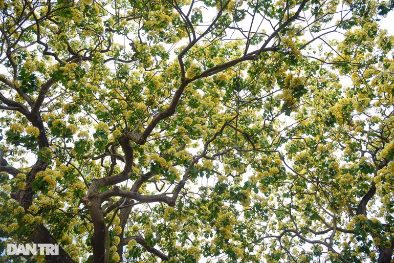 Cây hoa bún còn có tên gọi khác là bạch hoa hay màn màn, có từ lâu đời với mùi thơm dễ chịu, khi nở nhụy hoa có hình dáng giống với sợi bún. Bởi hình dáng như vậy nên mọi người thường gọi cây với cái tên là cây hoa bún.