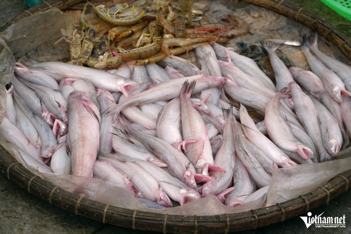 Ngư dân Thanh Hóa trúng đậm “lộc biển” bán giá cả triệu đồng - Hình 3 Ngu dan Thanh Hoa trung dam “loc bien” ban gia ca trieu dong-Hinh-3
