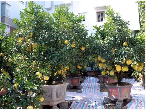 Buoi “khung” gia den 50 trieu/cay cho dan mua ve trung Tet