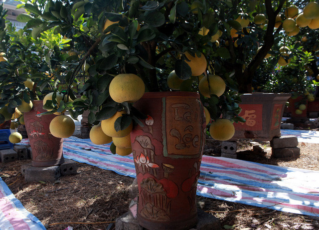 Buoi “khung” gia den 50 trieu/cay cho dan mua ve trung Tet-Hinh-9