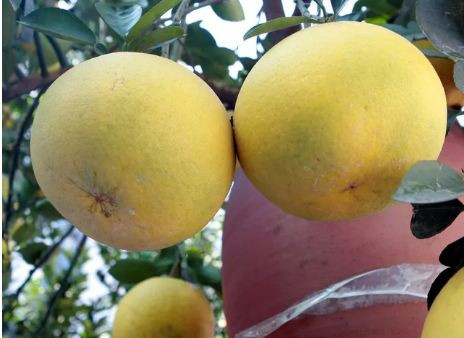 Buoi “khung” gia den 50 trieu/cay cho dan mua ve trung Tet-Hinh-3